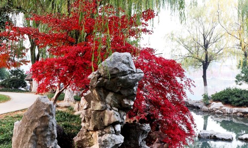 裸花紫珠胶囊副作用-裸花紫珠胶囊什么性质的,中国银涛裸花紫珠胶囊价格网站