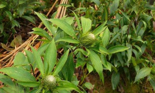 裸花紫珠胶囊副作用-裸花紫珠胶囊什么性质的,中国银涛裸花紫珠胶囊价格网站